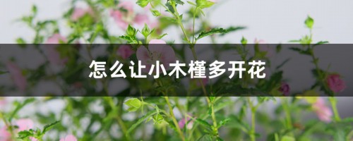 怎么让小木槿多开花，开花期怎么养