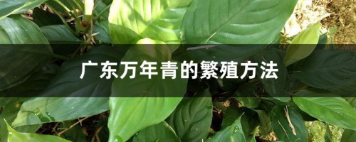 广东万年青的繁殖方法